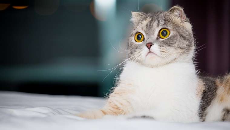 Can Cats See Things That Are Invisible To Humans?