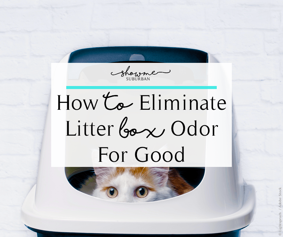 Can Cats Smell Their Litter Box A Mile Away