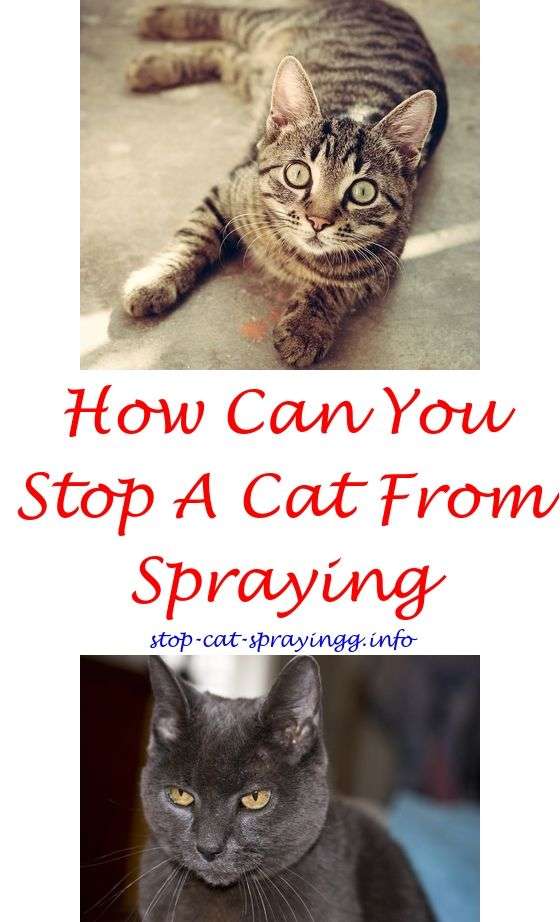 Can Female Cats Spray After Being Neutered