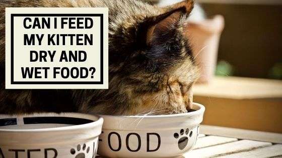 Can I Feed My Kitten Dry and Wet Food?