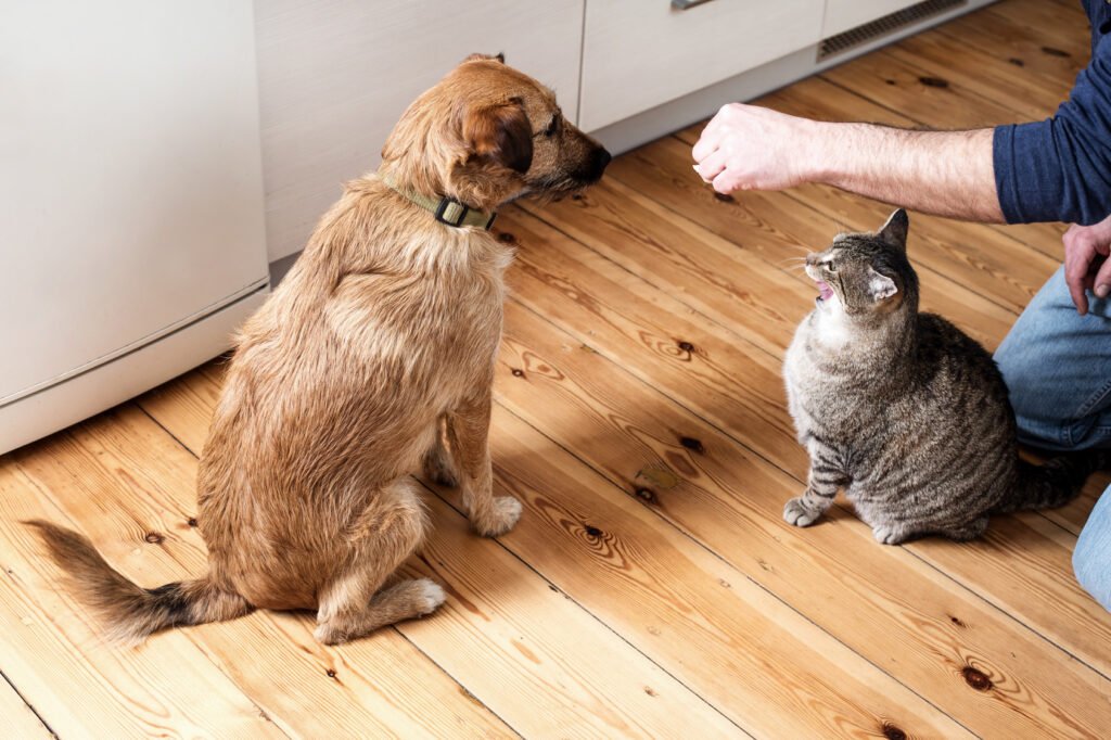 Can I give cat food to my dog?