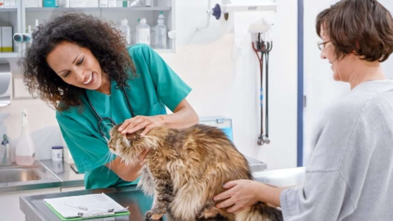 Can I take my cat to the vet just for a check