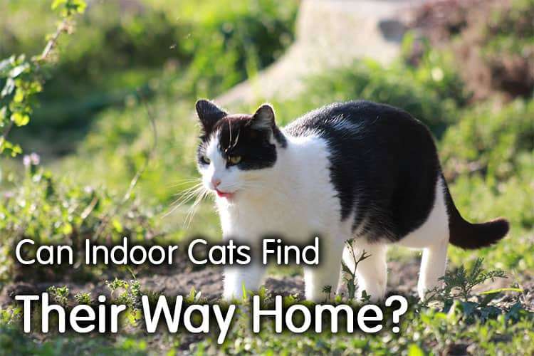 Can Indoor Cats Find Their Way Home? : Intersting Facts ...