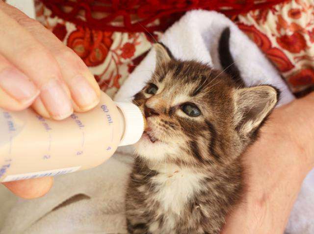 Can Kittens Drink Milk?