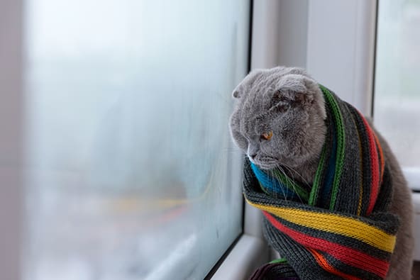 Can My Cat Catch a Cold?