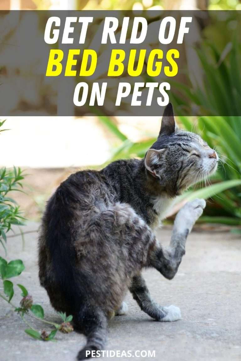 Can Pets Carry Bed Bugs
