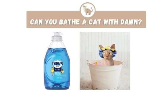 Can You Bathe a Cat With Dawn?