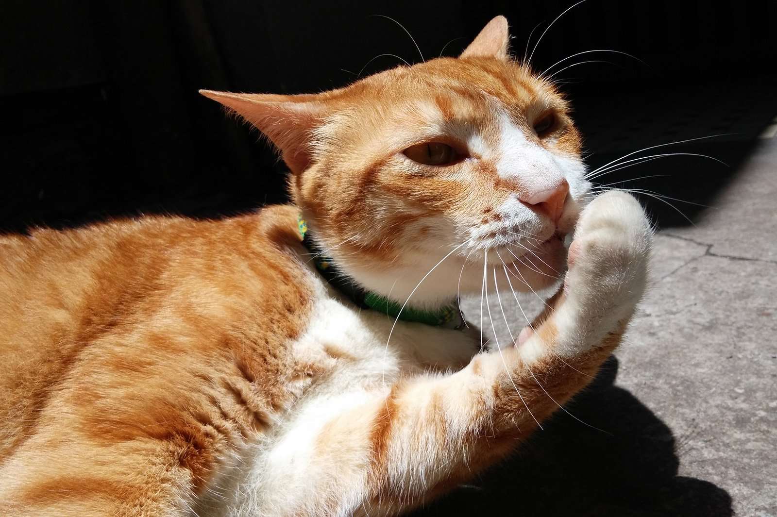Can You Declaw A Cat In Pa