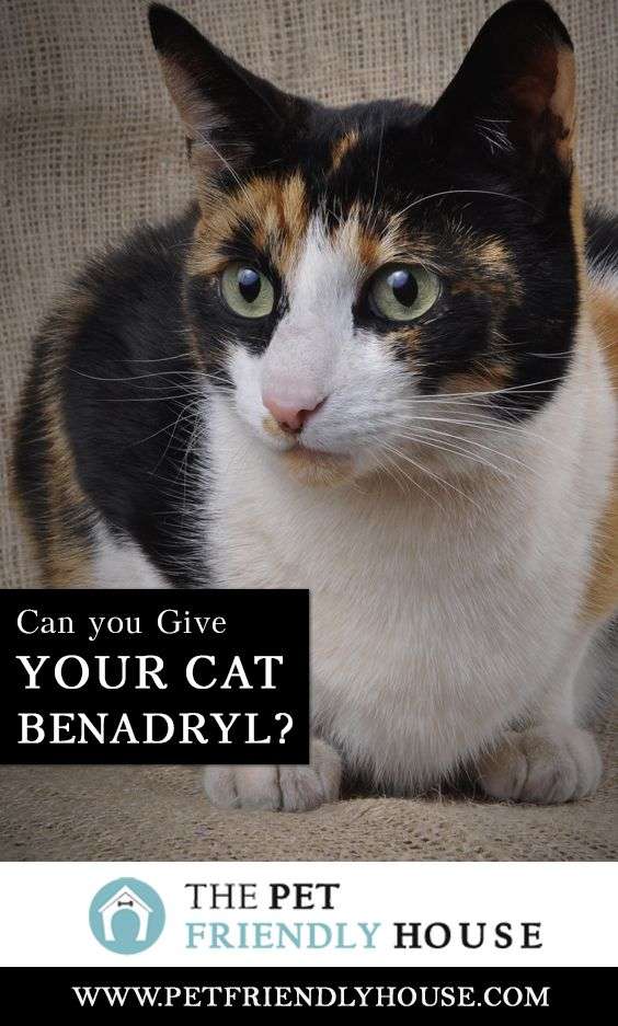 Can you Give Your Cat Benadryl?