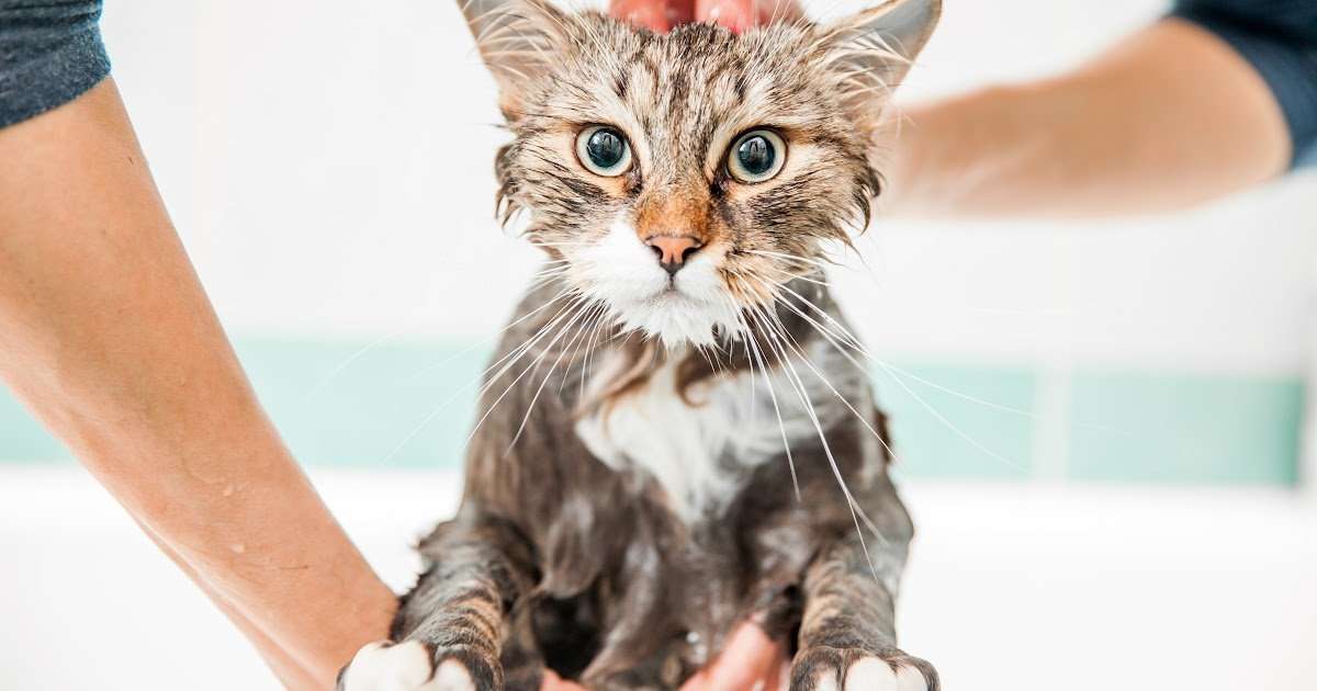 Can You Wash Your Cat With Dawn Dish Soap