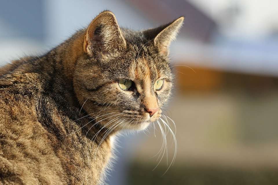 Caring for an older cat « Very Important Pets
