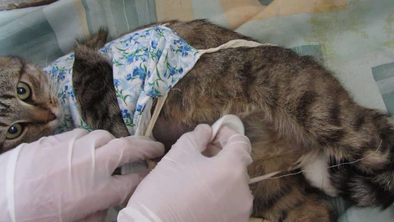 Cat 75 hours after spaying/sterilization incision care ...