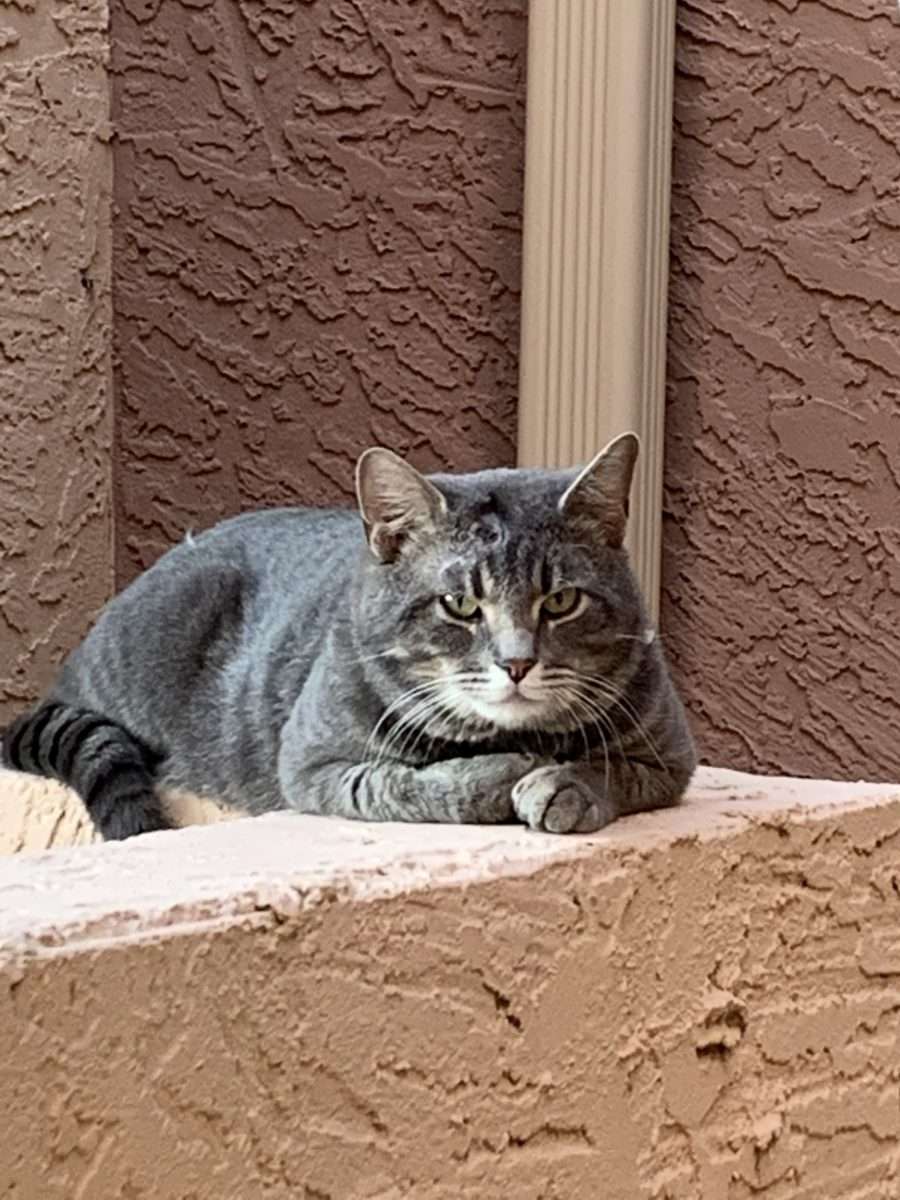 Cat adoption in Mesa, AZ 85201: Domestic Shorthair Cat " Extra Kitty"