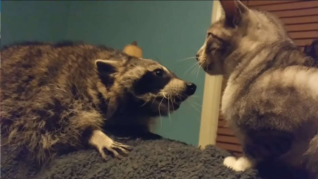 Cat And Raccoon Mix