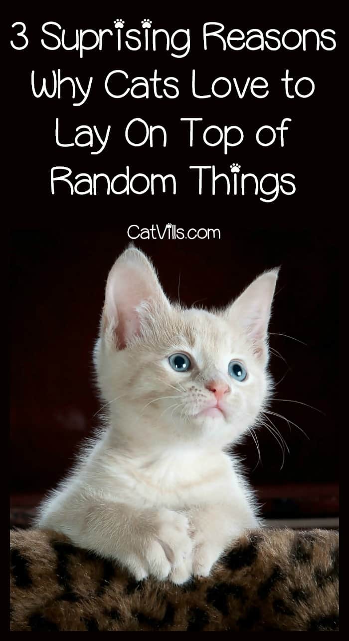 Cat Behavior: Why Do Kitties Like to Lay on Random Things?