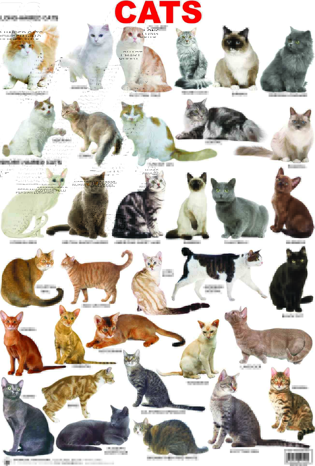 Cat breeds: information, characteristics and behavior ...