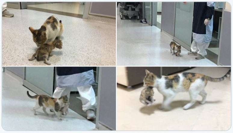 Cat Brings Her Kitten To Hospital In Istanbul
