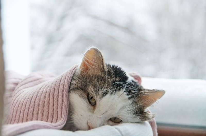 Cat Colds: Can Cats Catch Colds & What You Can Do ...