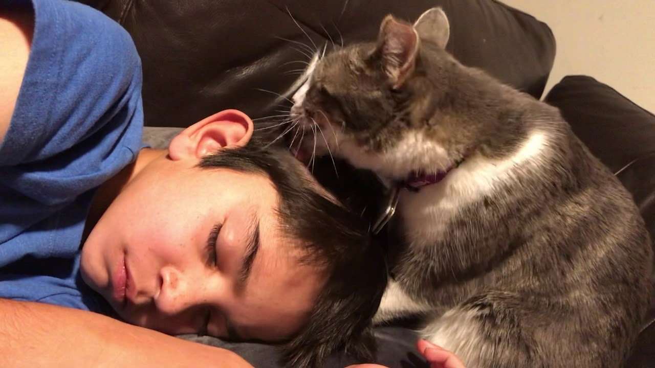 Cat comforting sick kid