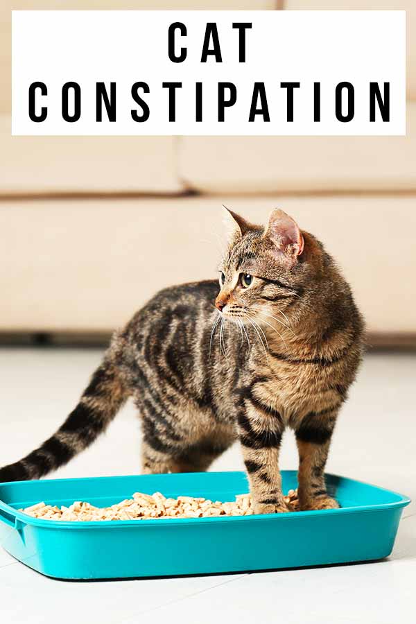 Cat Constipation
