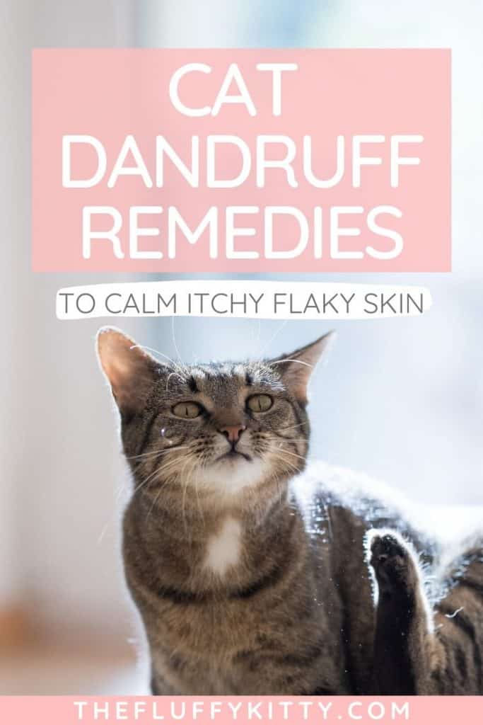 Cat Dandruff Remedies To Soothe Your Cat