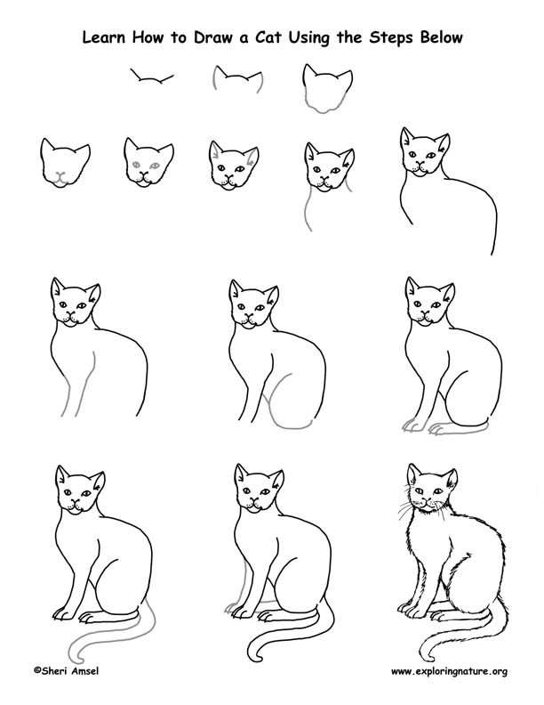 Cat Drawing Lesson
