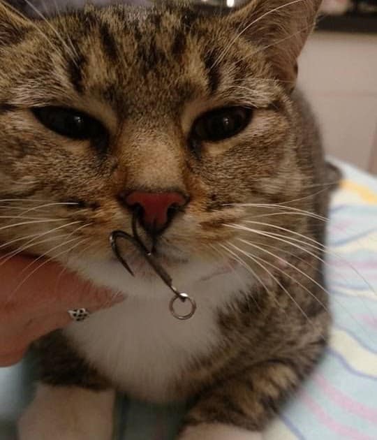 cat foaming at mouth after pill