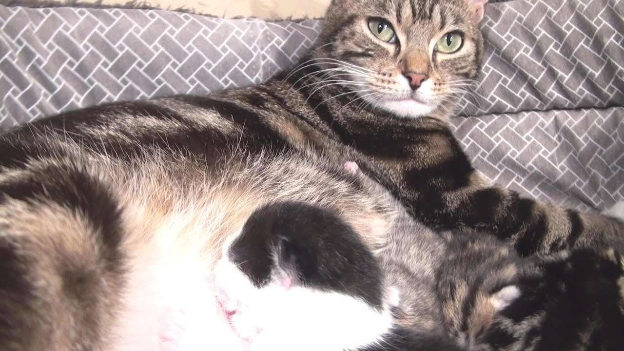Cat giving birth to 4 kittens