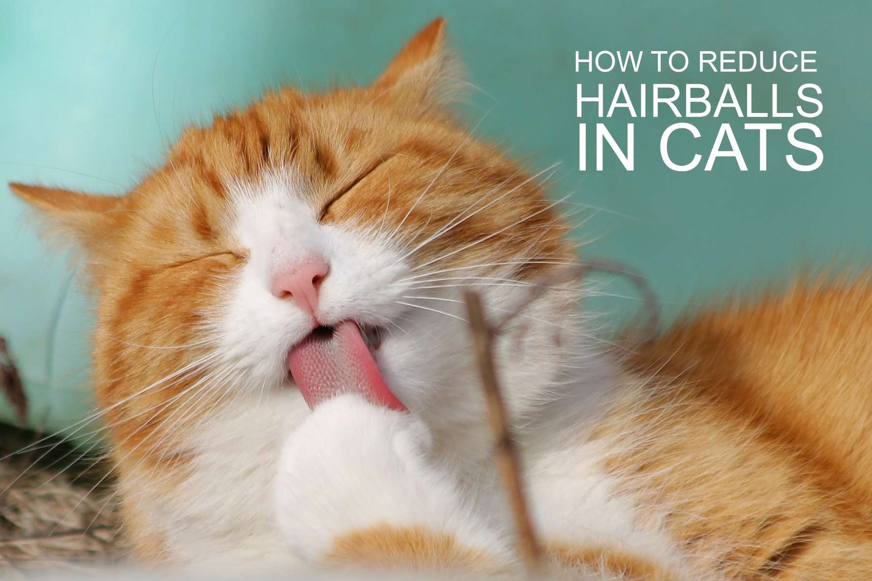 Cat Hairball Home Remedy