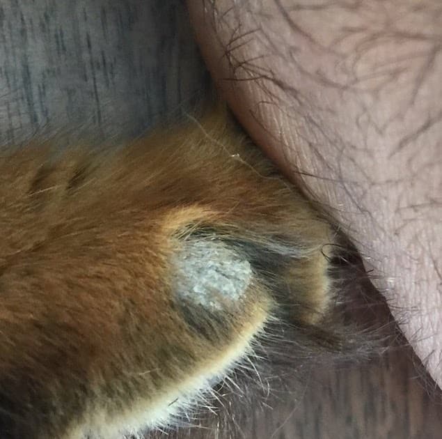 Cat Has Flaky Skin And Losing Hair