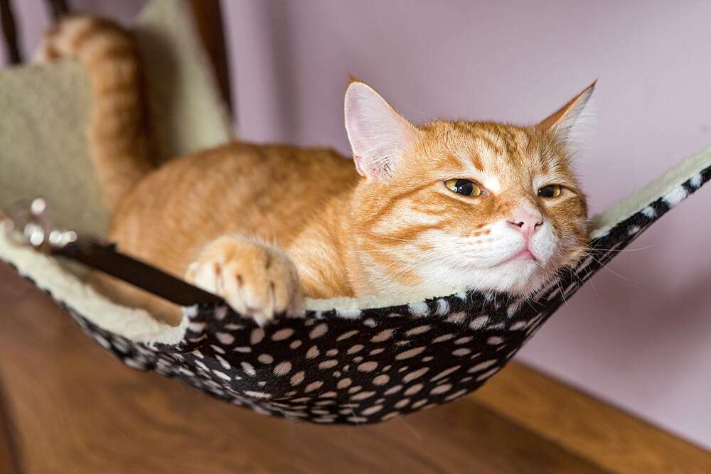 Cat Having Problems Urinating: What You Need to Know About Why Your Cat ...