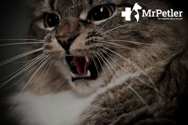 Cat Hiss at Kittens: What Does It Mean?