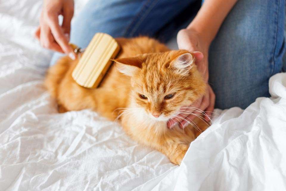 Cat Home Grooming Tips