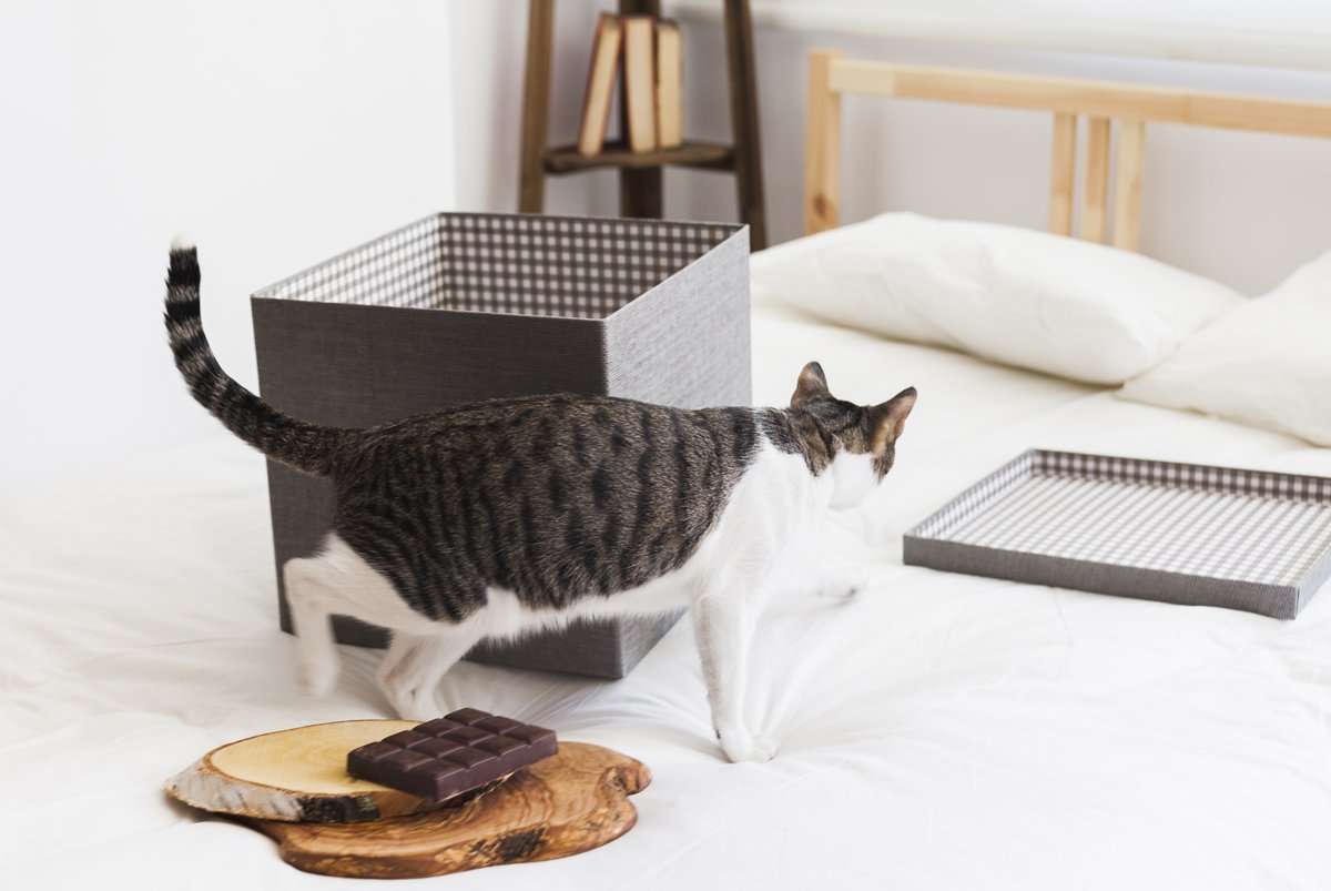 Cat hotel: in Japan you can rent a room with a cat