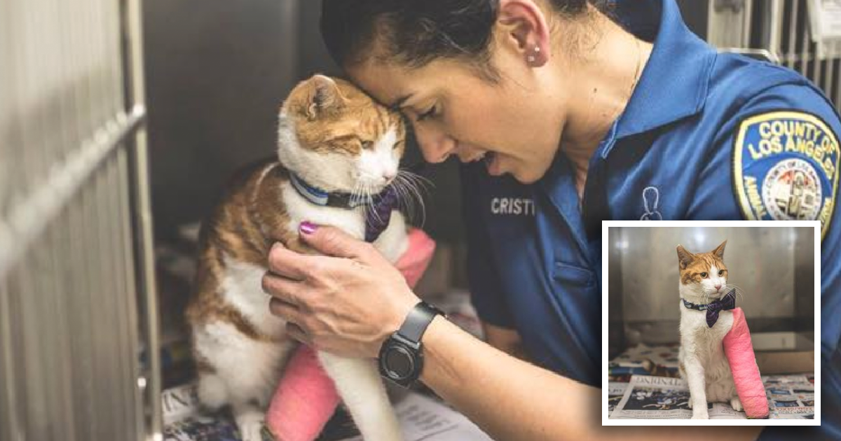 Cat In A Kill Shelter Had Only Days To Live, But Then A Miracle ...
