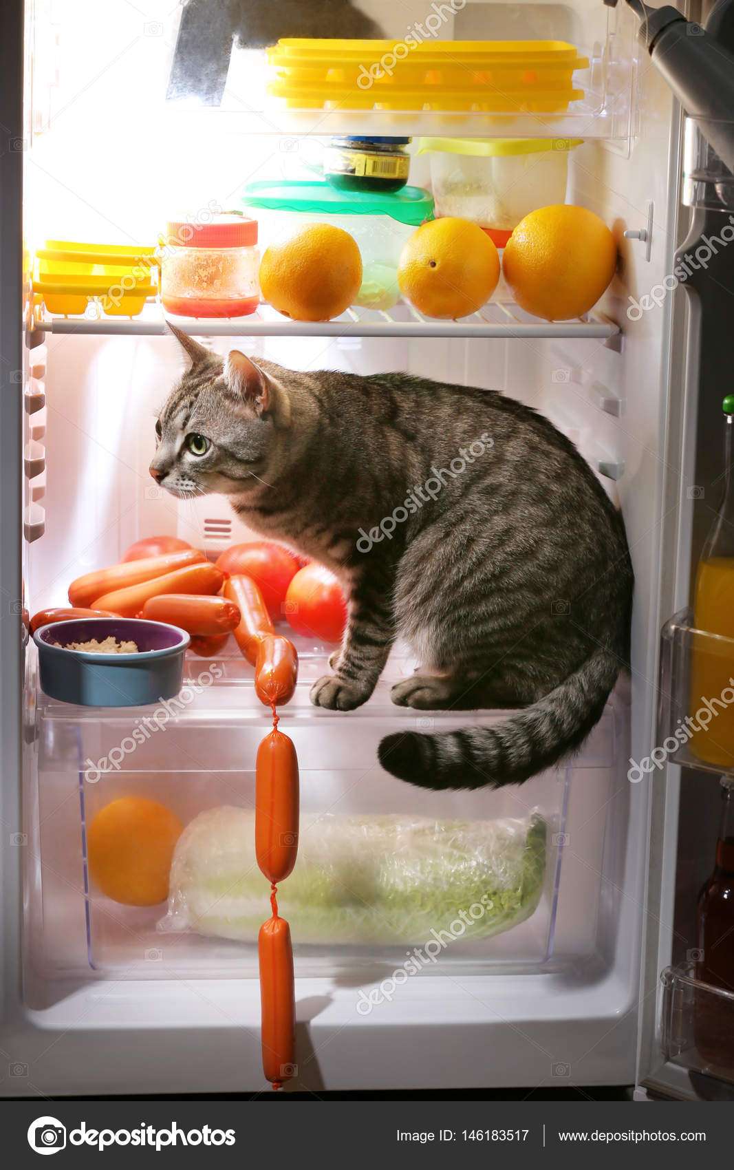 Cat in the refrigerator at home  Stock Photo © belchonock ...