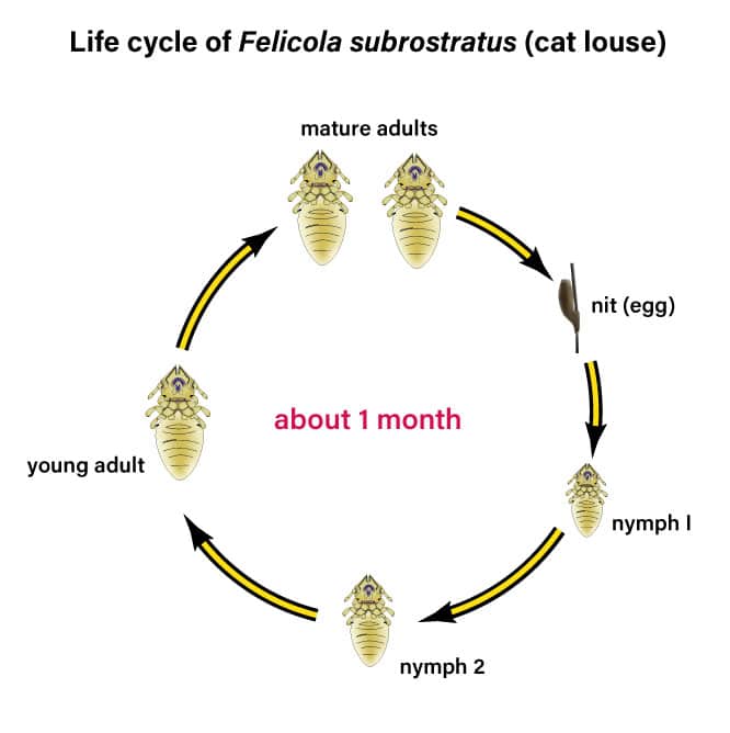 CAT LICE: Why You Need to Worry [but not too much]