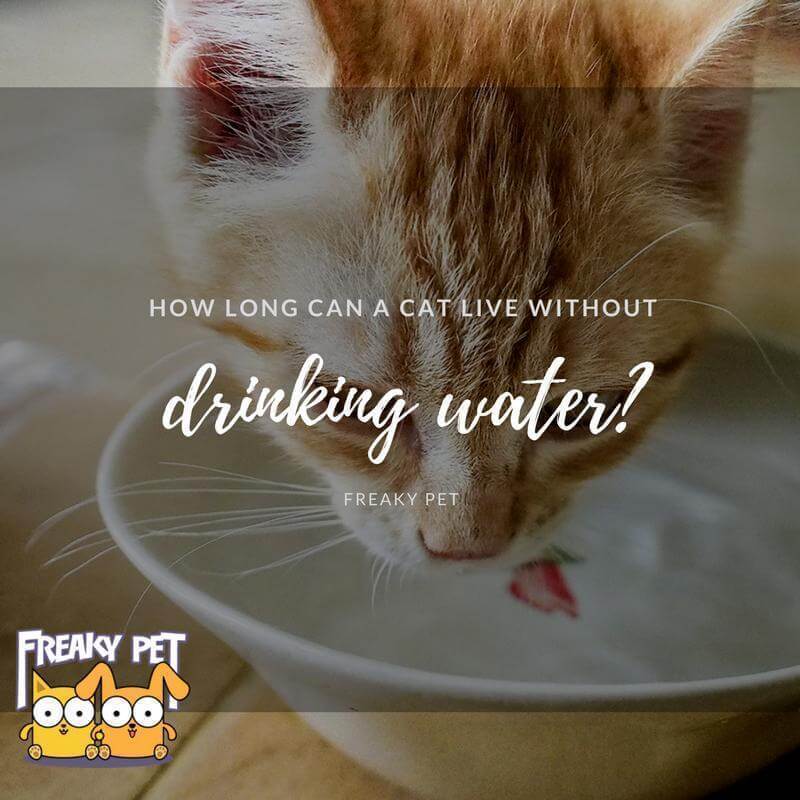 Cat Not Eating Or Drinking For 3 Days