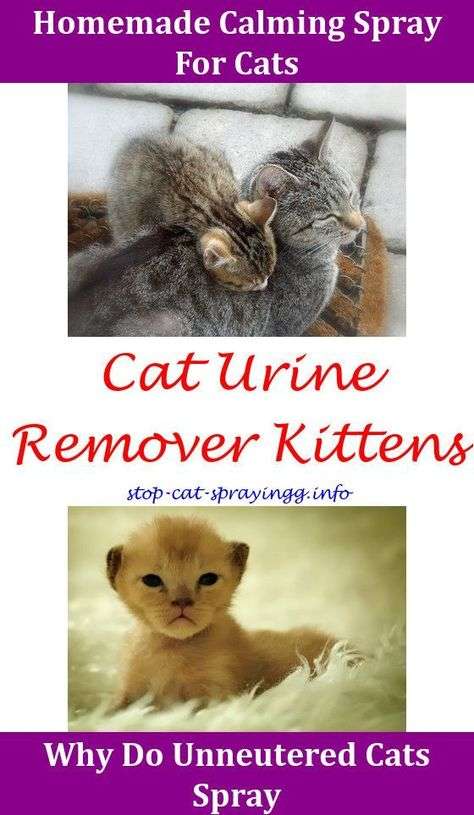 Cat Pee Deterrent Will A Cat Still Spray After Being ...