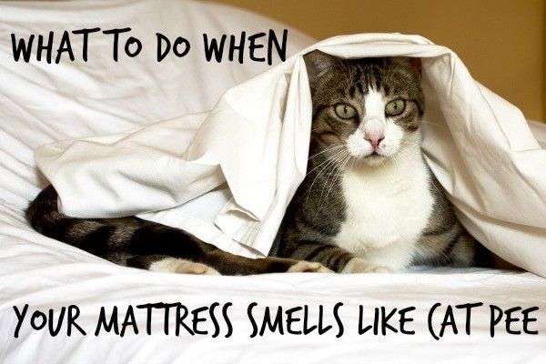 cat peed on mattress. How to get cat urine smell out of a ...