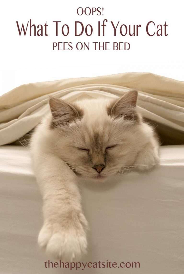 Cat Peeing On Bed Covers