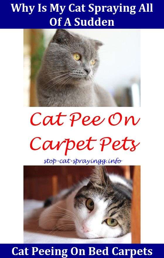 Cat Peeing On Carpet All Of A Sudden