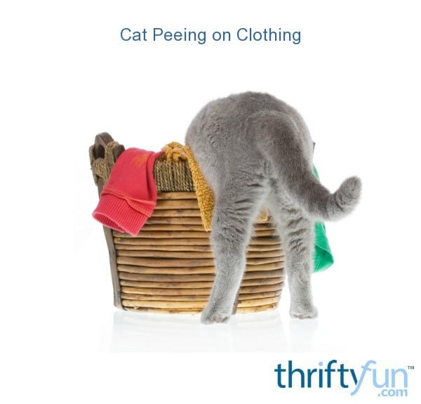 Cat Peeing on Clothing