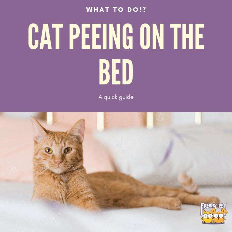 Cat Peeing on the Bed: What to Do!?