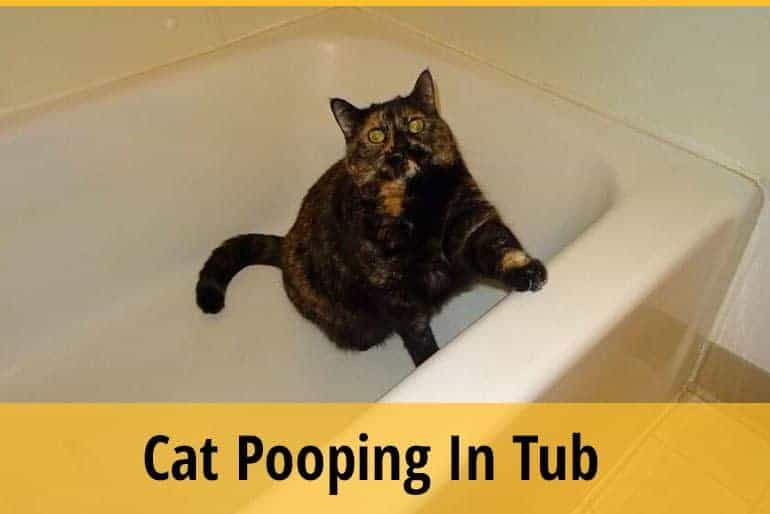 Cat Pooping In Tub