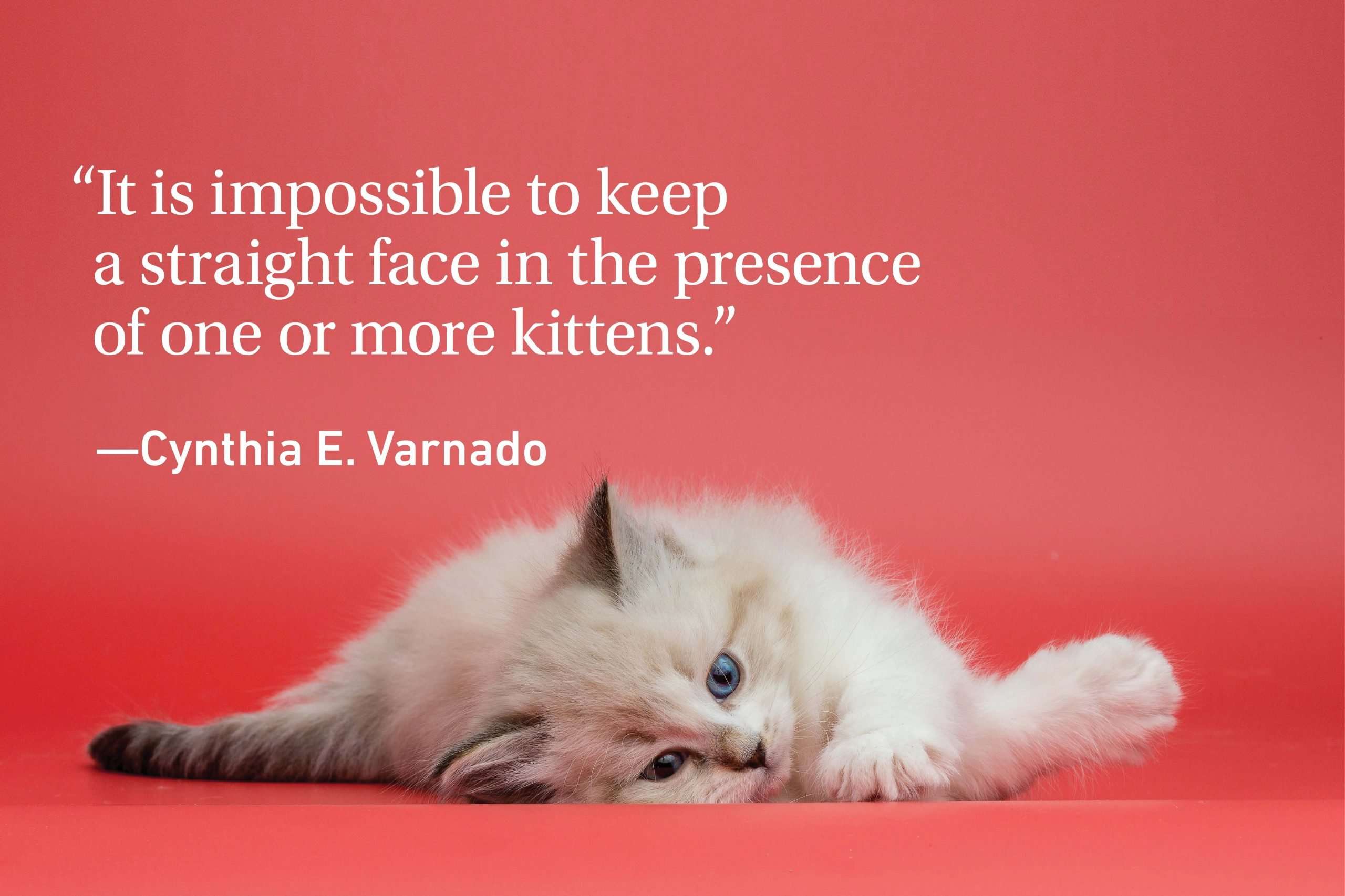 Cat Quotes Every Cat Owner Can Appreciate