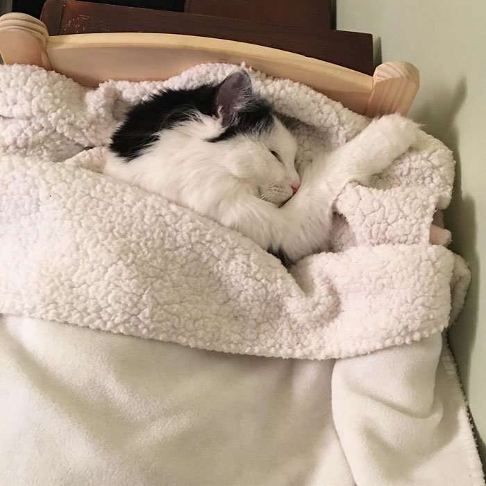 Cat Rescued From Terrible Conditions Now Sleeps In Her ...