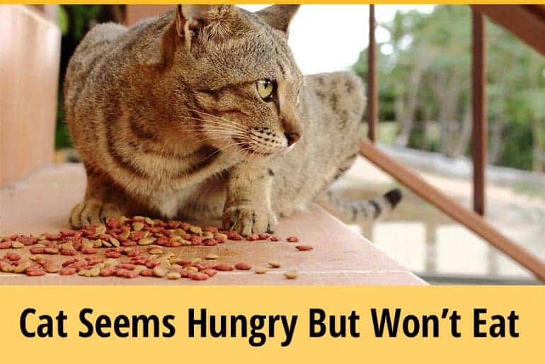 Cat Seems Hungry But Wont Eat