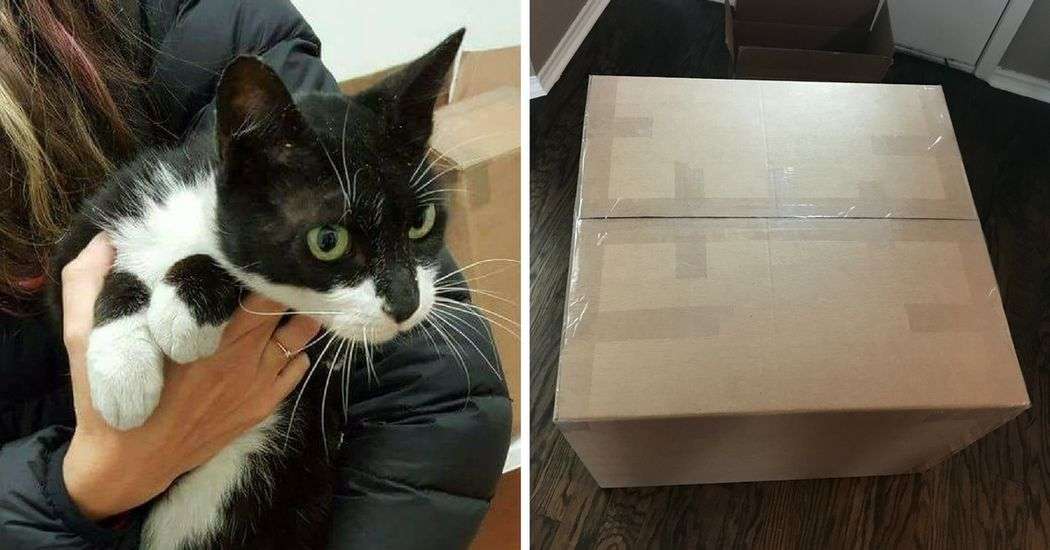 Cat Sent Herself Across The Country Without Her Owner ...