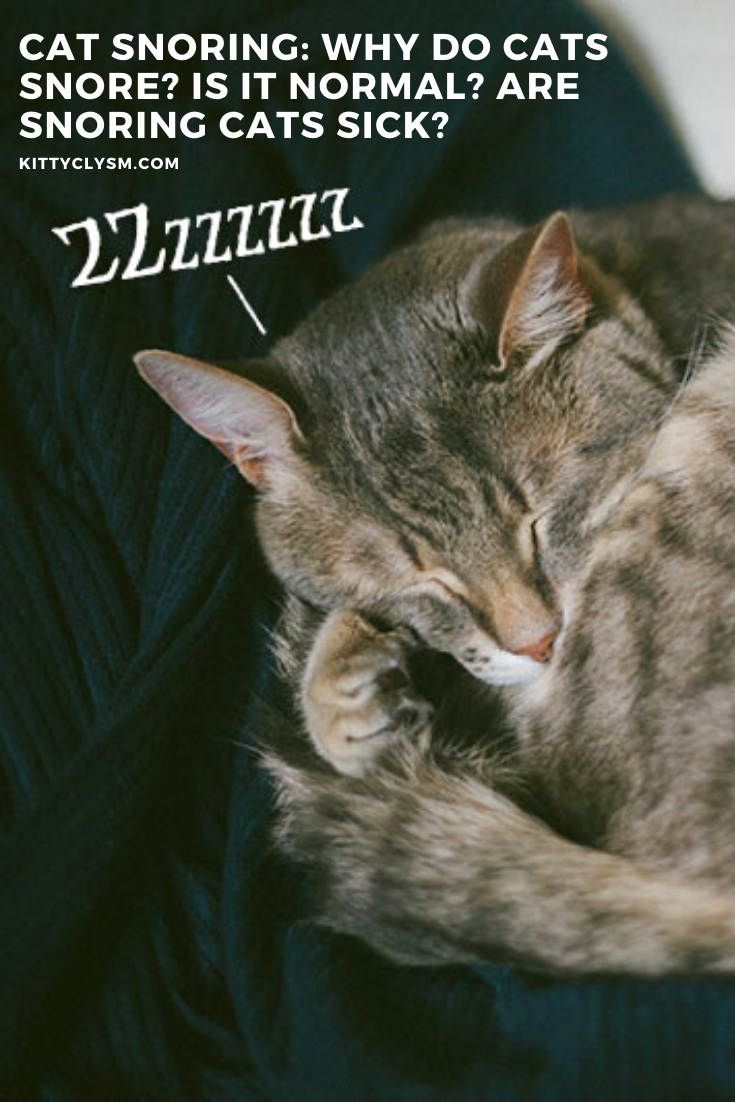 Cat Snoring: Why Do Cats Snore? Is It Normal? Are Snoring ...